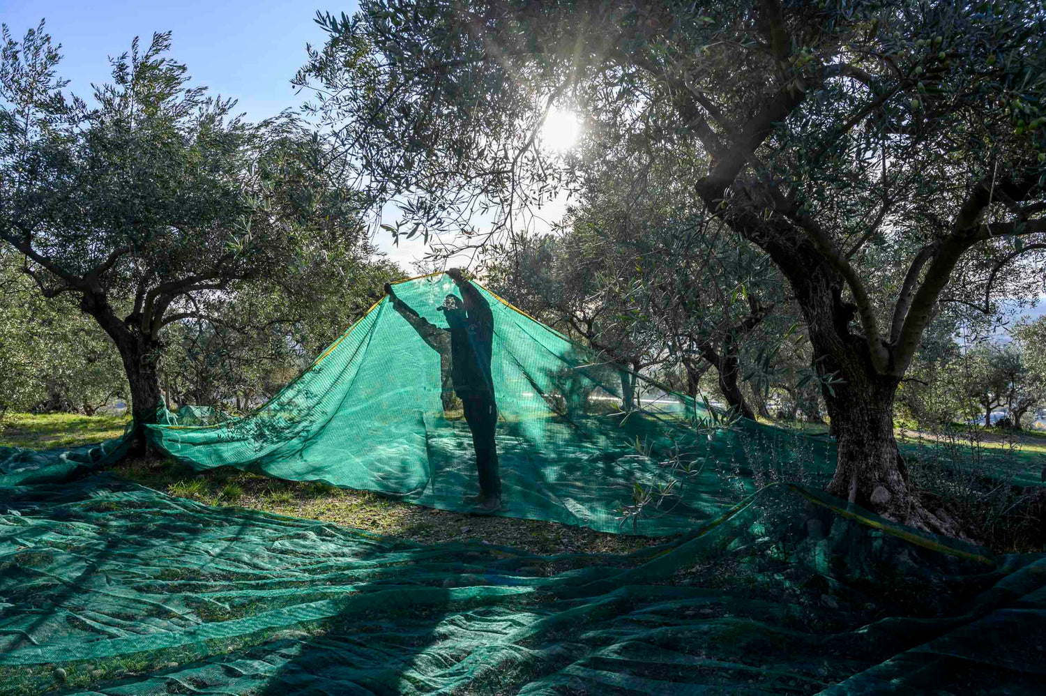 Les secrets de la production d'huile d'olive